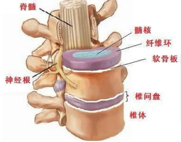椎间盘结构